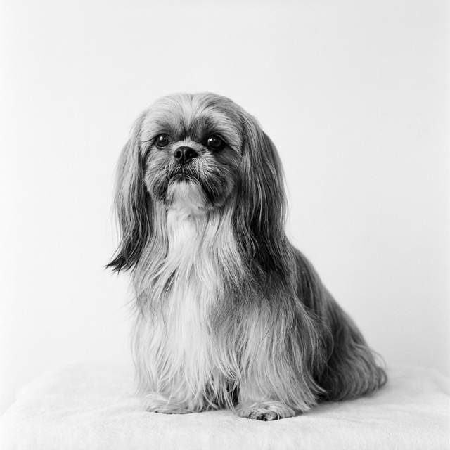 Shih Tzu